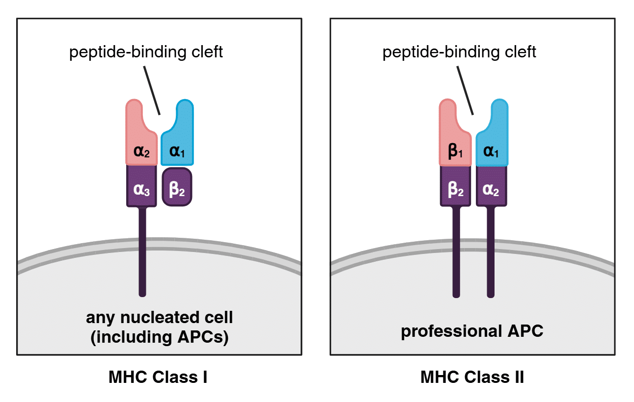 MHC classes I and II