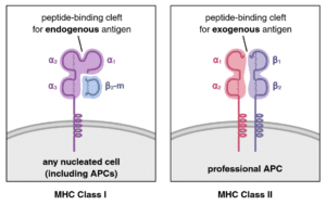 MHC classes I and II