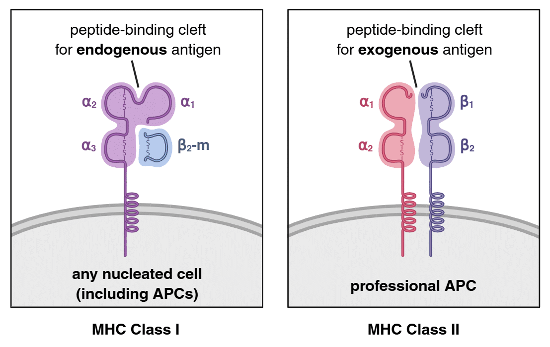MHC classes I and II