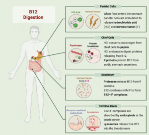 Picture demonstrating stages of normal absorption of B12. Parietal cells release both intrinsic factor and components that form HCl-. HCl- activates pepsin. Together HCl- and pepsin digest proteins and free B12. Complex Formation in the duodenum. B12 and Intrinsic Factor form a complex. The complex travels to the terminal ileum where it is absorbed. Once absorbed B12 travels to the liver where it is stored.