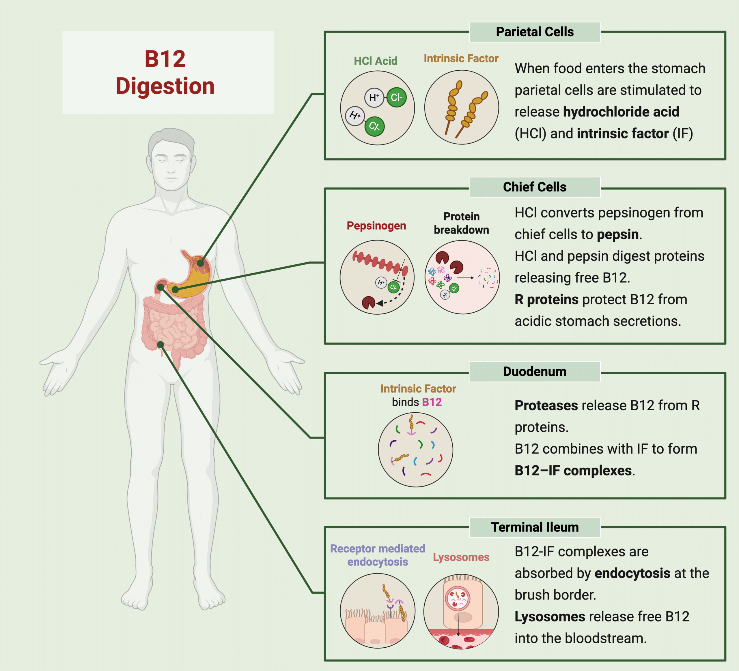 Picture demonstrating stages of normal absorption of B12. Parietal cells release both intrinsic factor and components that form HCl-. HCl- activates pepsin. Together HCl- and pepsin digest proteins and free B12. Complex Formation in the duodenum. B12 and Intrinsic Factor form a complex. The complex travels to the terminal ileum where it is absorbed. Once absorbed B12 travels to the liver where it is stored.