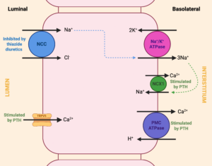Visual summary of ion transport at the distal convuluted tubule.