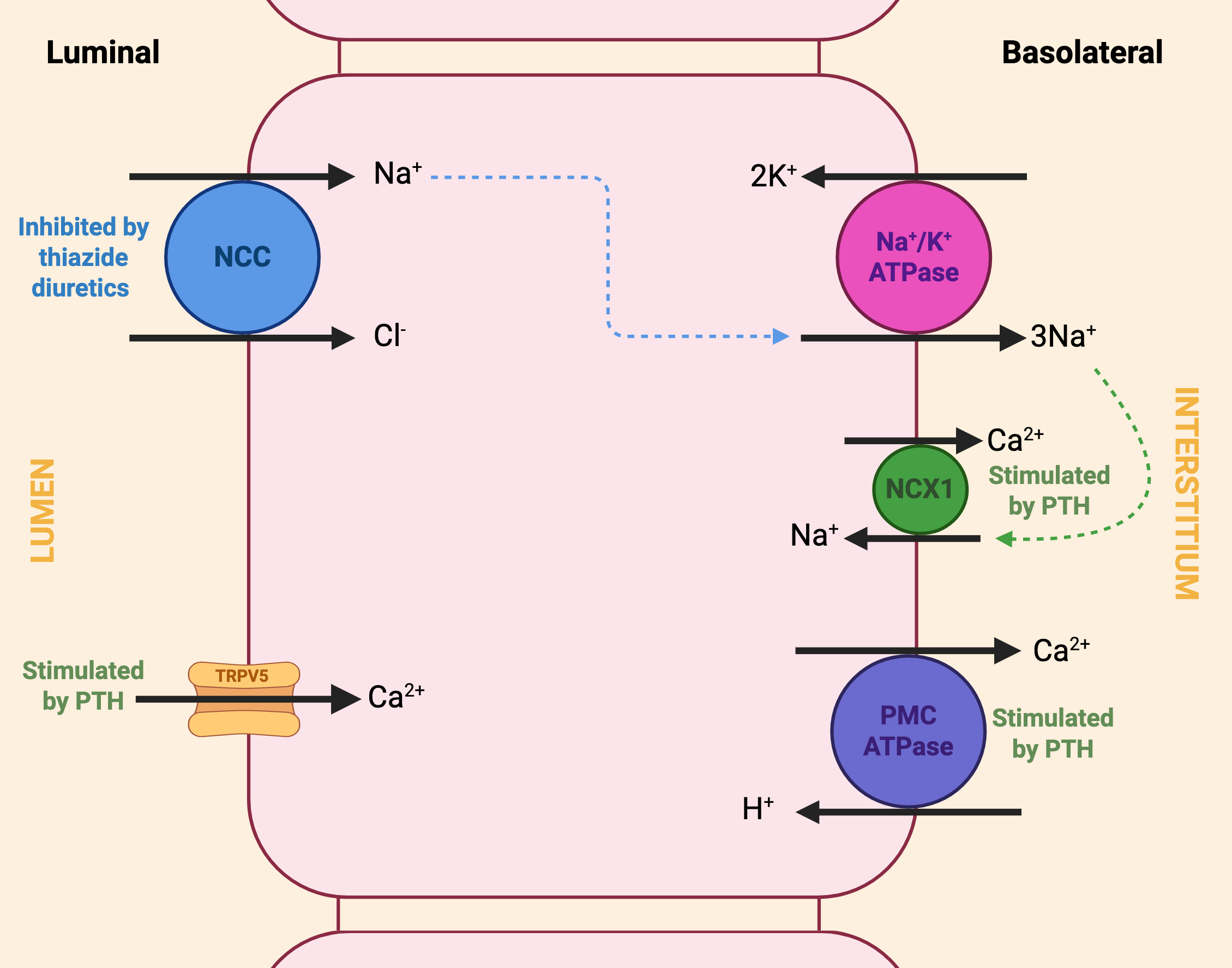 Visual summary of ion transport at the distal convuluted tubule.