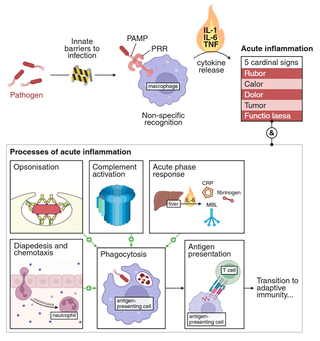 Overview of Innate Immunity