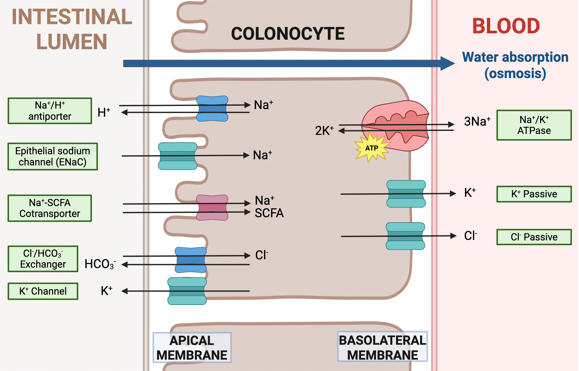 Diagram showing the absorption of Na in colonocytes via Na/H antiporters, ENaC and Na/SCFA Cotransporters, absorption of Cl via Cl/HCO3 exchanged and passive secretion of K