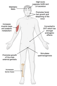 Diagram showing the effects of testosterone including maintaining libido, increasing anabolic metabolism and muscle and bone mass, promoting growth of external male genitalia, stimulating spermatogenesis, promoting facial hait growth and deepening of the voice and suppressing GnRH production at high levels