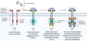 Diagram showing 2 insulin molecules binding to their receptors causing the receptor tyrosine kinases to dimerase and phosphorylate each other triggering an intracellular cascade.