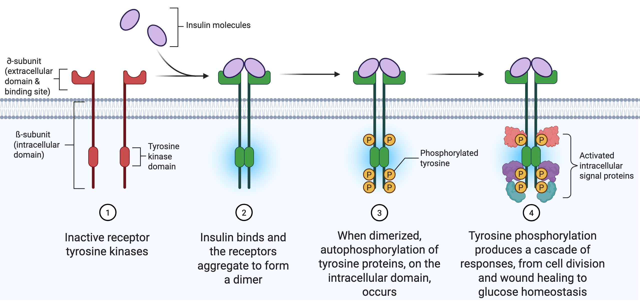 Diagram showing 2 insulin molecules binding to their receptors causing the receptor tyrosine kinases to dimerase and phosphorylate each other triggering an intracellular cascade.